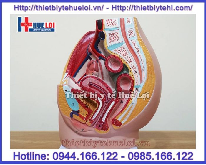 Mô hình giải phẫu khung chậu cơ quan sinh dục nữ