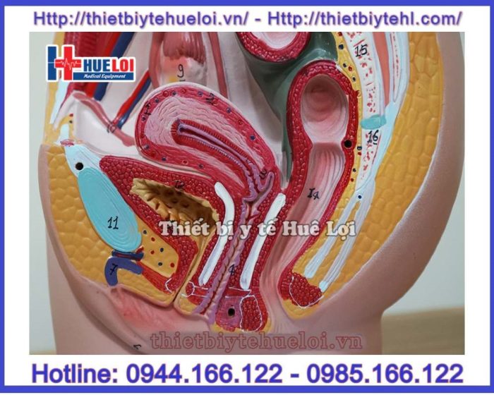 Mô hình giải phẫu khung chậu cơ quan sinh dục nữ