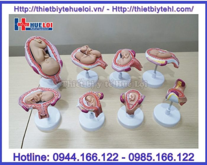 Mô hình các giai đoạn phát triển của thai nhi