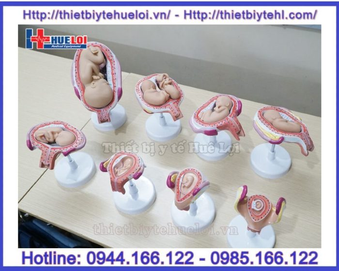 Mô hình các giai đoạn phát triển của thai nhi