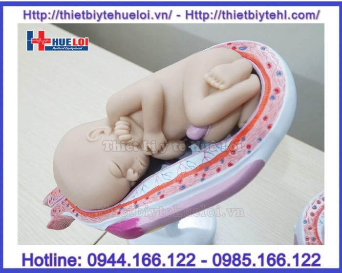 Mô hình các giai đoạn phát triển của thai nhi