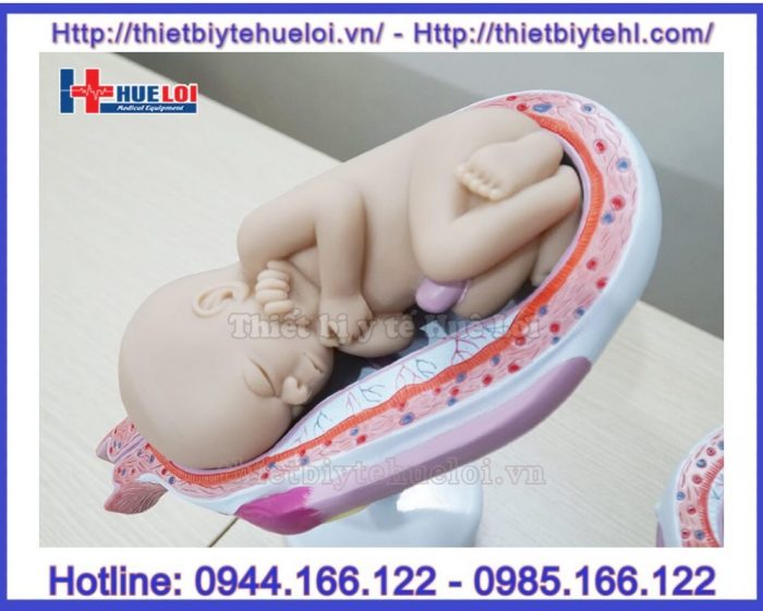 Mô hình các giai đoạn phát triển của thai nhi