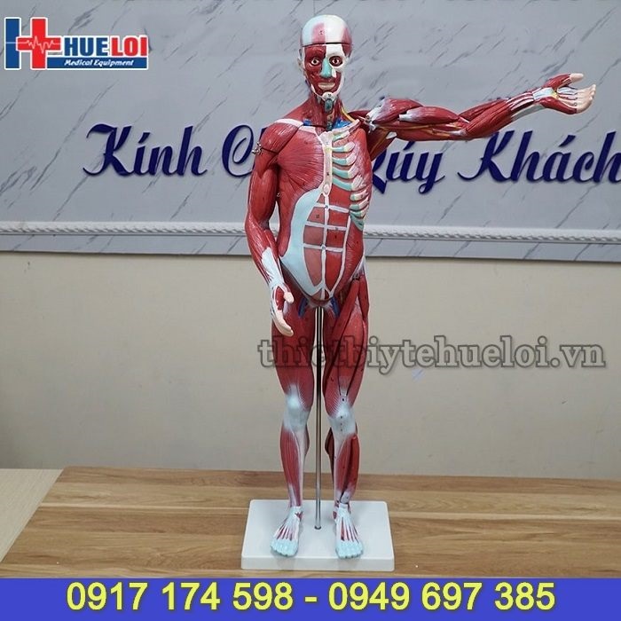 Mô hình giải phẫu hệ cơ và nội tạng cơ thể người 78cm