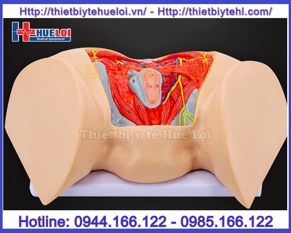 Mô hình giải phẫu hệ cơ đáy chậu nữ