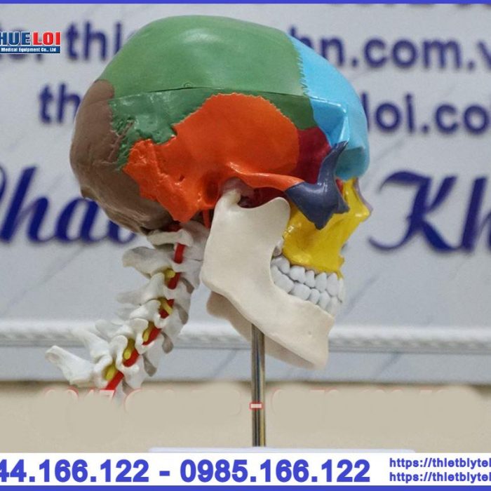 Mô hình giải phẫu xương đầu mặt cổ
