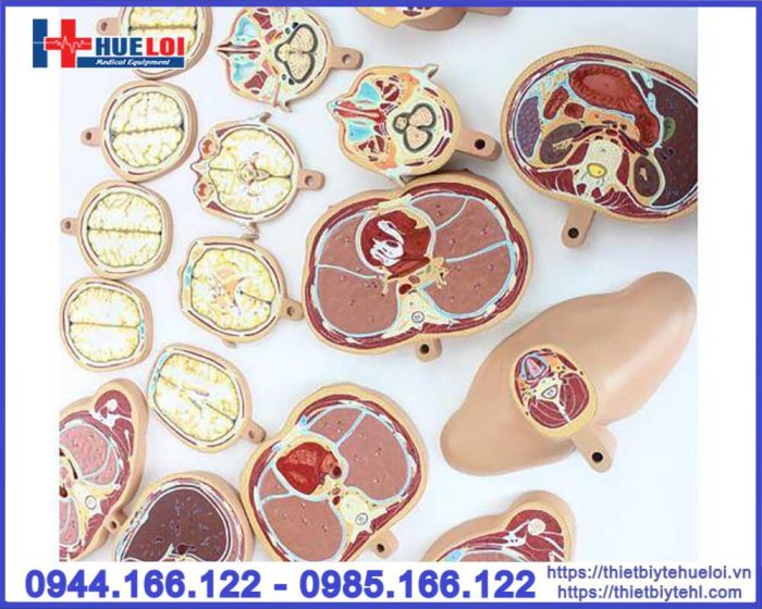 Mô hình cắt lớp cơ thể theo chiều ngang