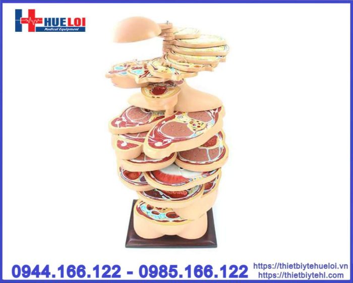 Mô hình cắt lớp cơ thể theo chiều ngang