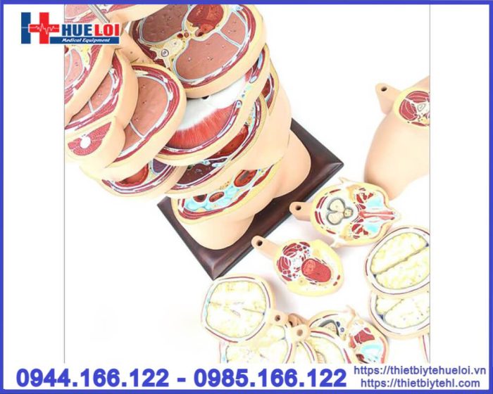 Mô hình cắt lớp cơ thể theo chiều ngang