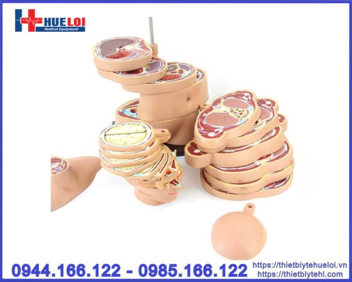 Mô hình cắt lớp cơ thể theo chiều ngang