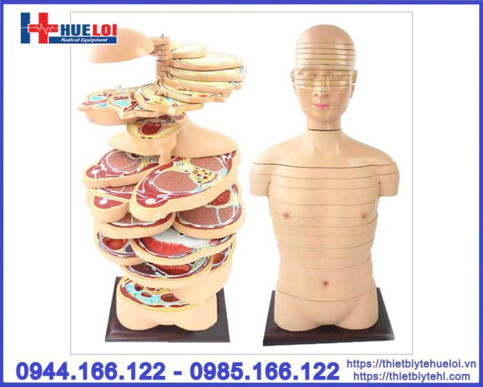 Mô hình cắt lớp cơ thể theo chiều ngang