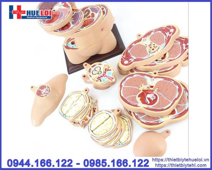 Mô hình cắt lớp cơ thể theo chiều ngang